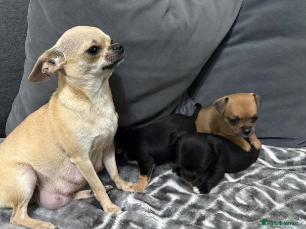 Chihuahua dogs - Advert 2