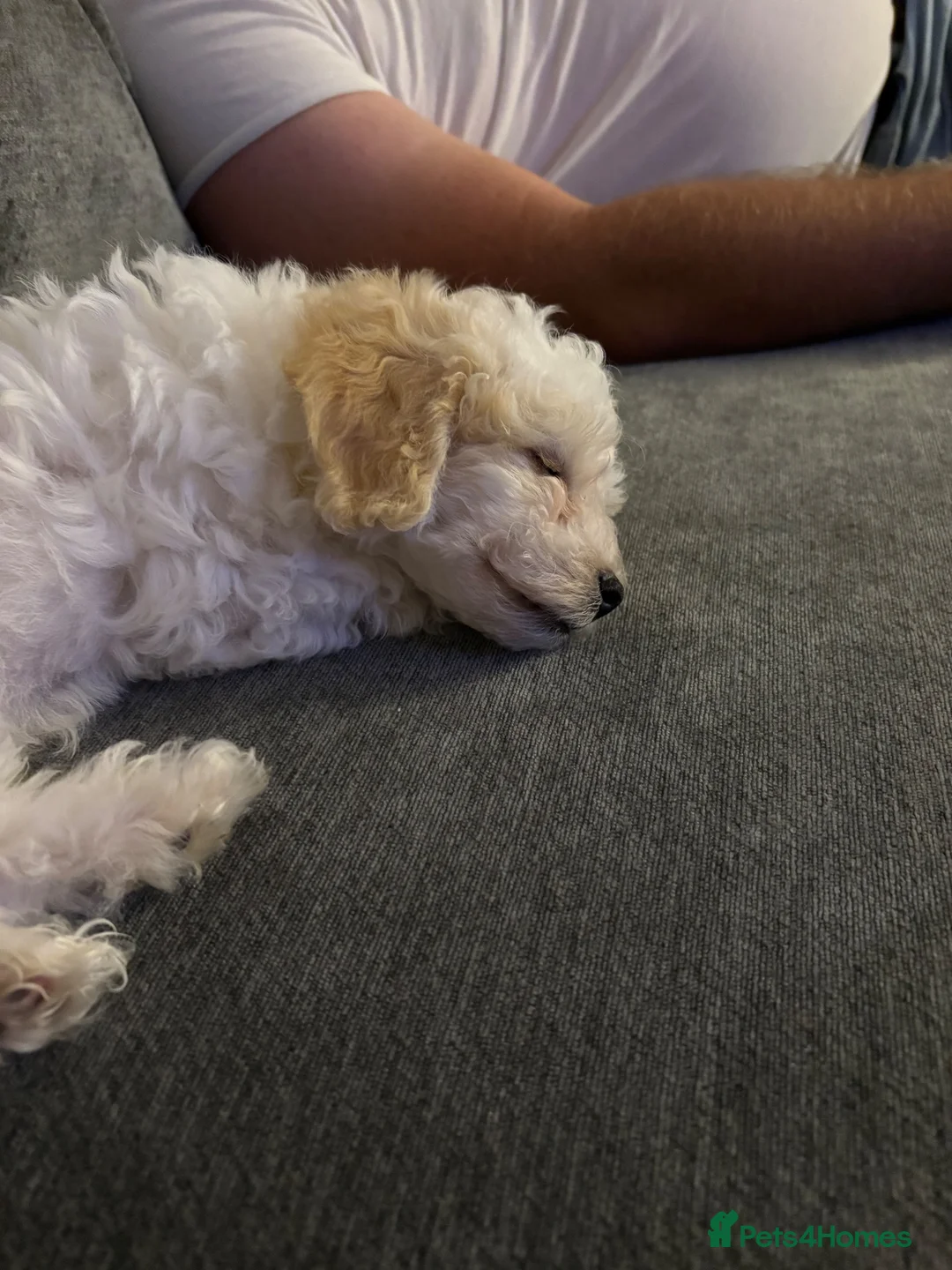 Poochon dogs for sale: Beautiful 8 week old Poochon - Advert 2