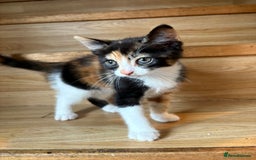 Mixed Breed cats for sale: Female kitten  - Image 2