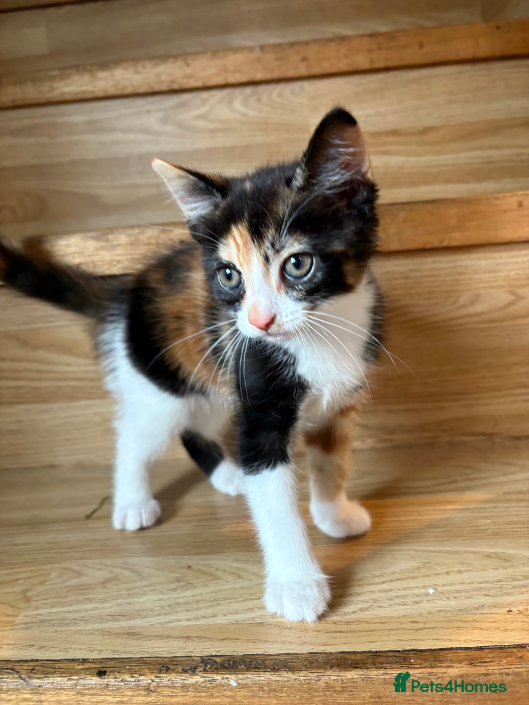 Mixed Breed cats for sale: Female kitten  - Image 2