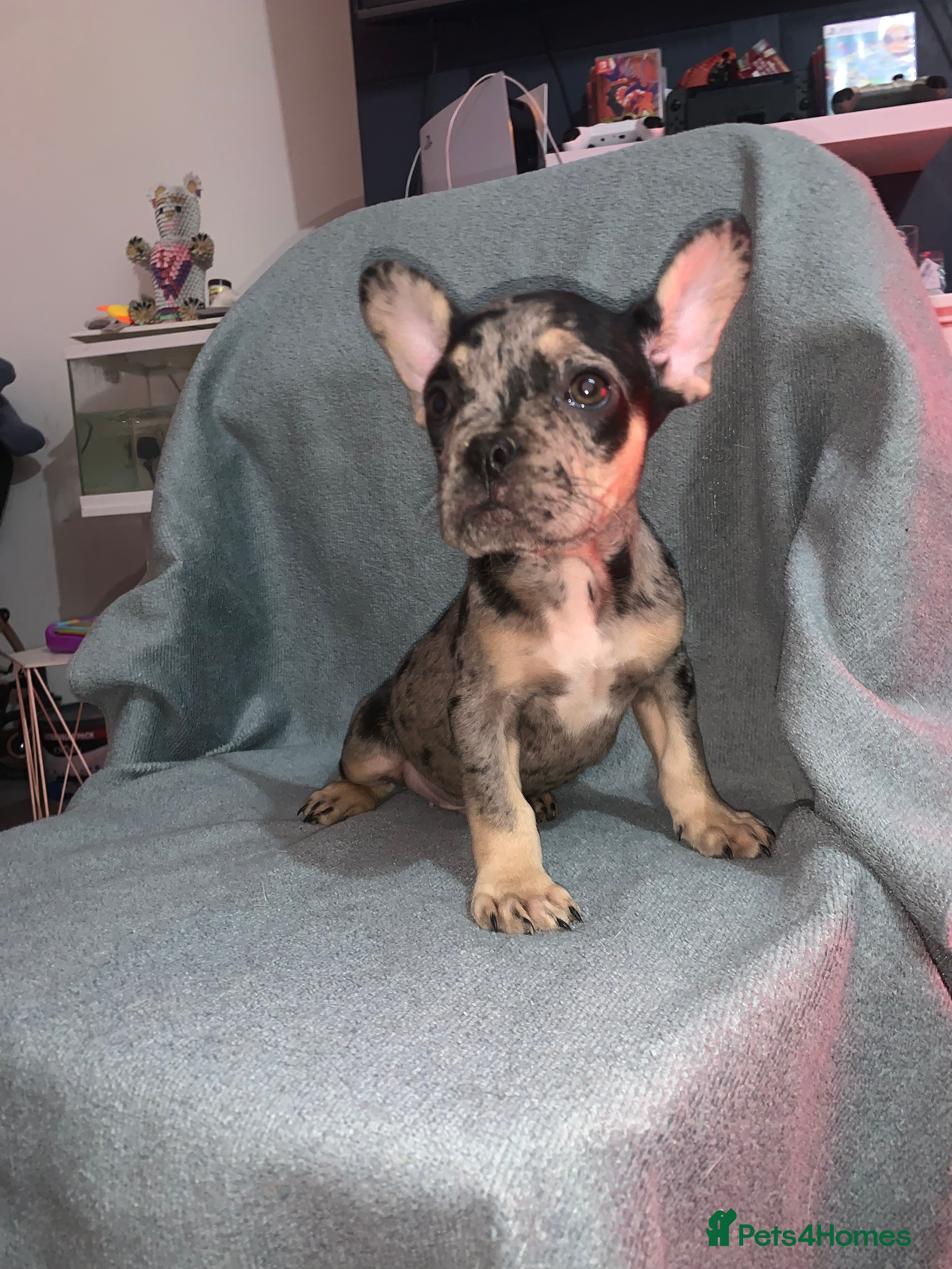 French Bulldog dogs 3 left Stunning French bulldog puppy's for sale  - Advert 3