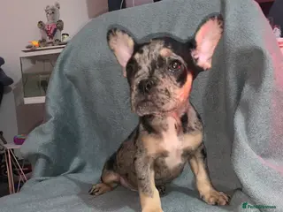 French Bulldog dogs 3 left Stunning French bulldog puppy's for sale - Advert 1