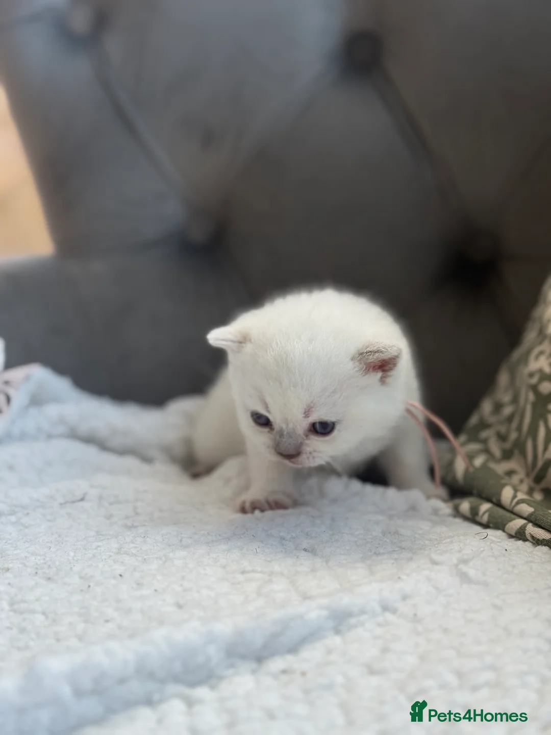 British Shorthair cats for sale: Lilac point female gccf reg - Advert 12