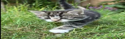 Mixed Breed cats for sale: 4x Maincoon X American Wire Hair Kittens for sale  in Stourport-on-Severn - Advert 23