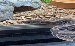 Python Snake reptiles for sale: Royal Python Three Years Old - Image 3