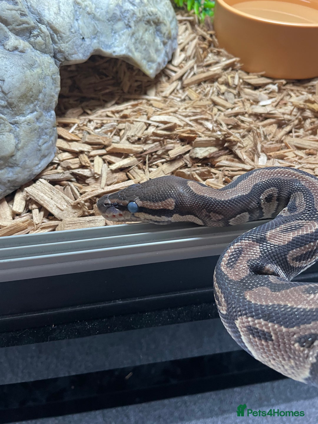 Python Snake reptiles for sale: Royal Python Three Years Old - Image 3