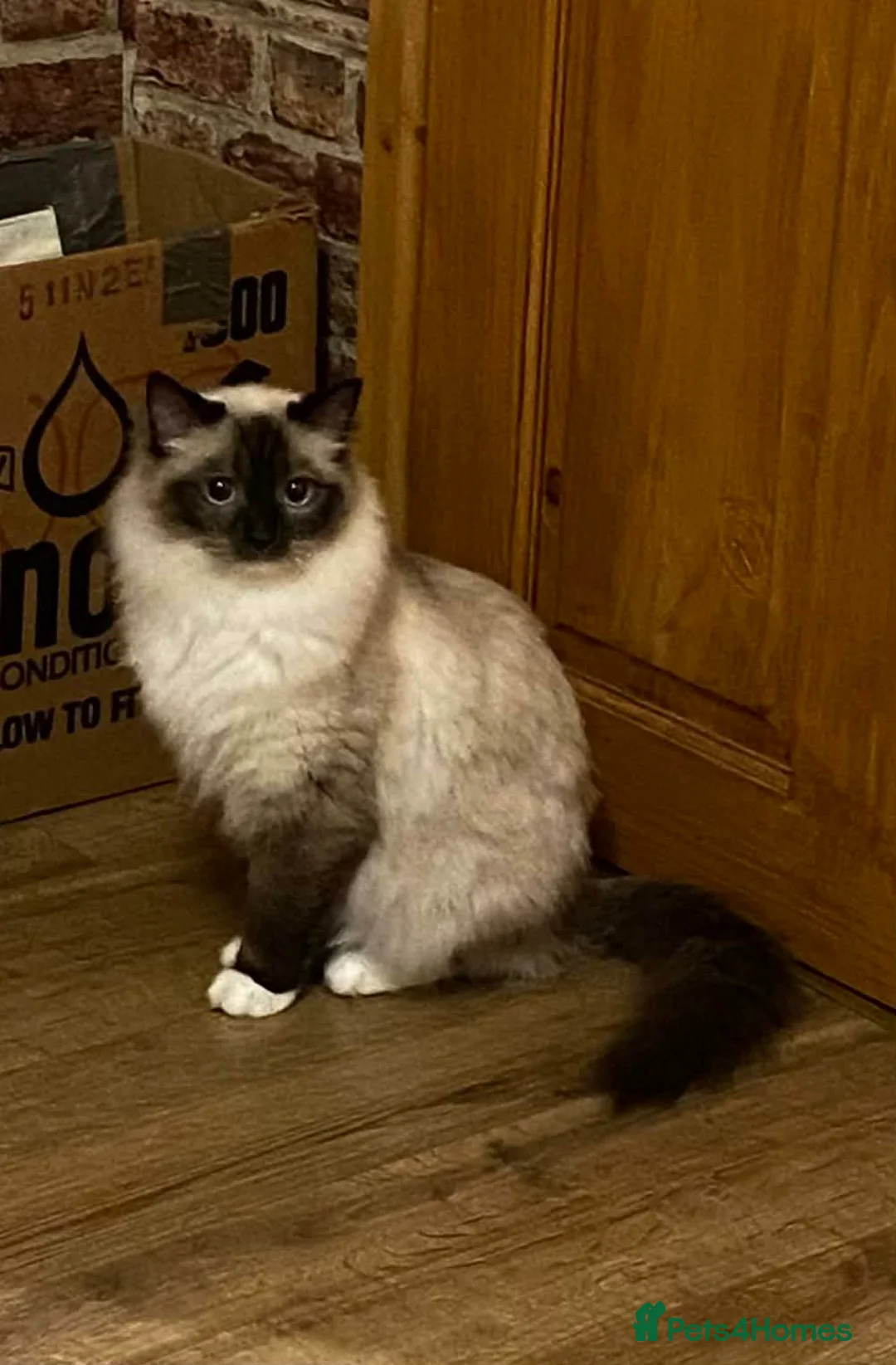 Ragdoll cats for sale: 3 beautiful ragdoll girls ready now - Advert 2