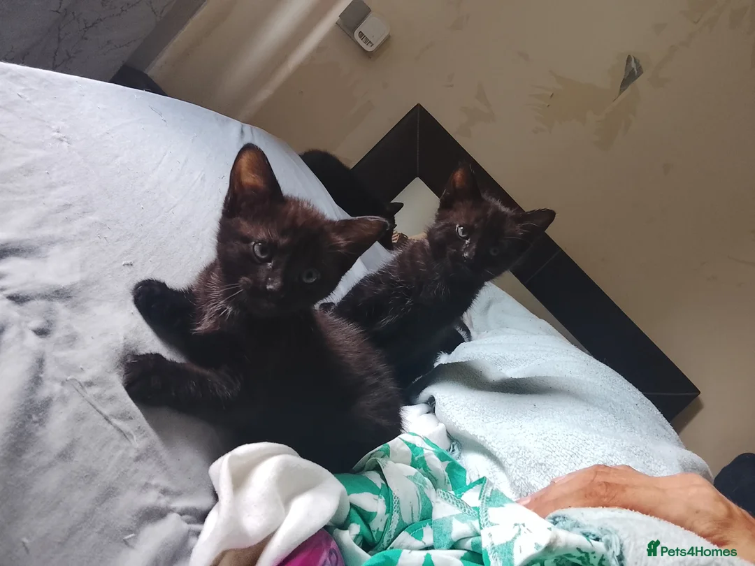 British Shorthair cats for sale: Black with white patched kittens  - Advert 7