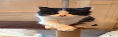 Ragdoll Kitten 1
