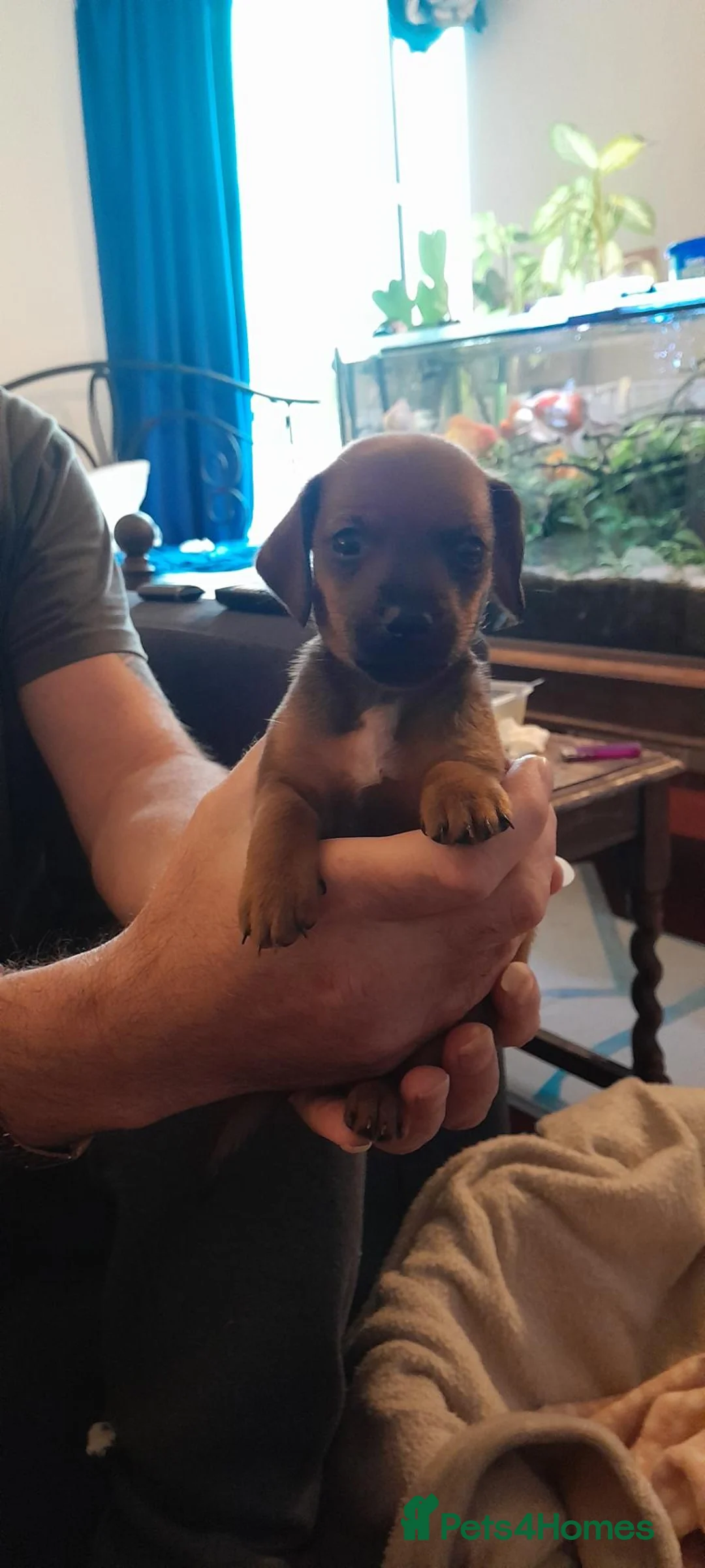 Mixed Breed dogs for sale: Mix breed puppies  - Advert 7