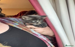 Maine Coon cats for sale: 4 Maine Coon Kittens - Just 2 left - Image 8