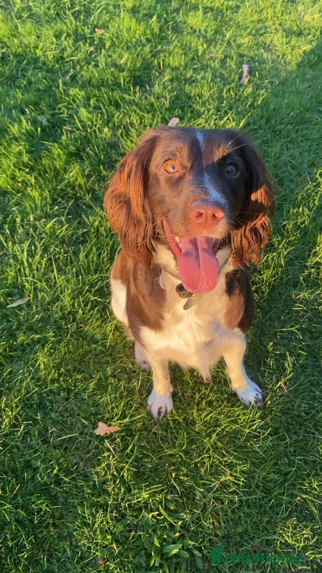 English Springer Spaniel dogs for sale: Stunning English springer spaniels for Sale - Image 11