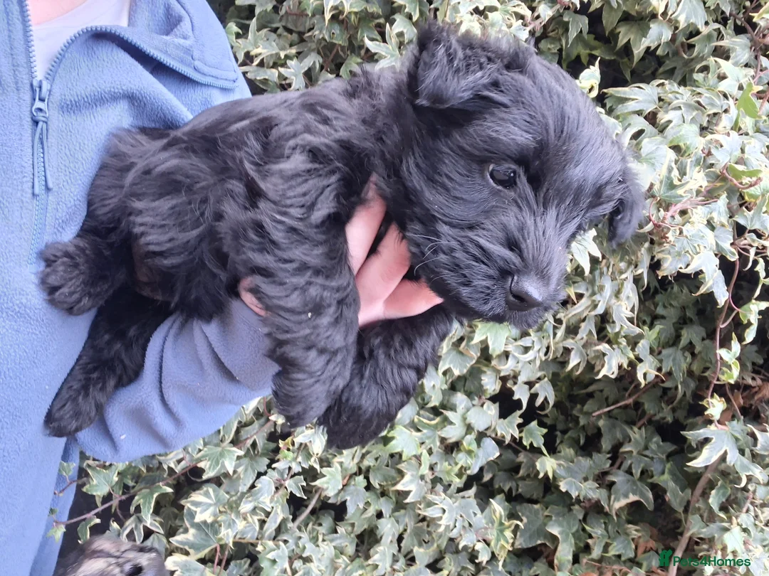 Scottish Terrier dogs for sale: Stunning scottish terrier pups - Advert 4