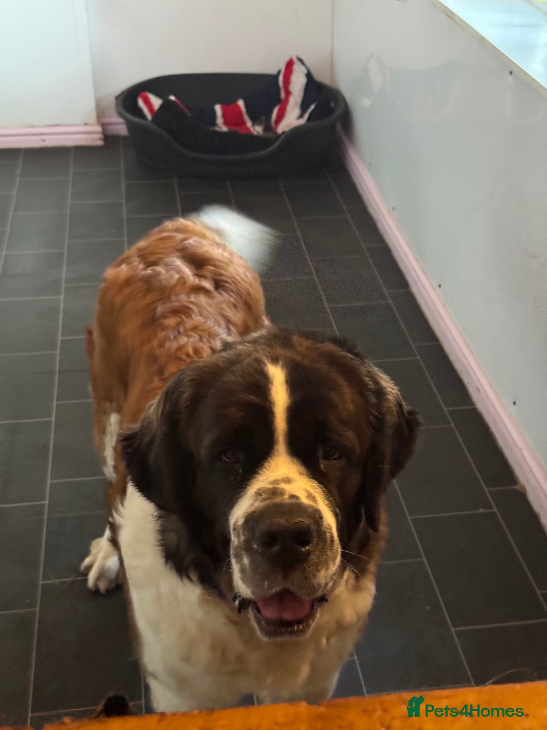 Saint Bernard dogs for sale: F1 st doodles puppies for sale - Image 7