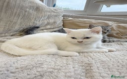 British Shorthair cats for sale: MOST BEAUTIFUL RARE COMOUR BSH KITTEN  - Image 6