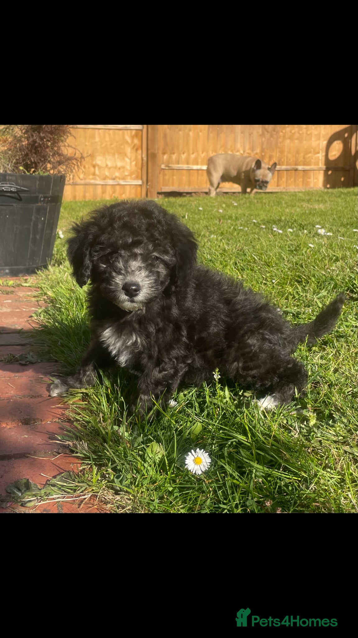 Miniature Poodle dogs Ready for their forever home,purebred mini poodles - Advert 1