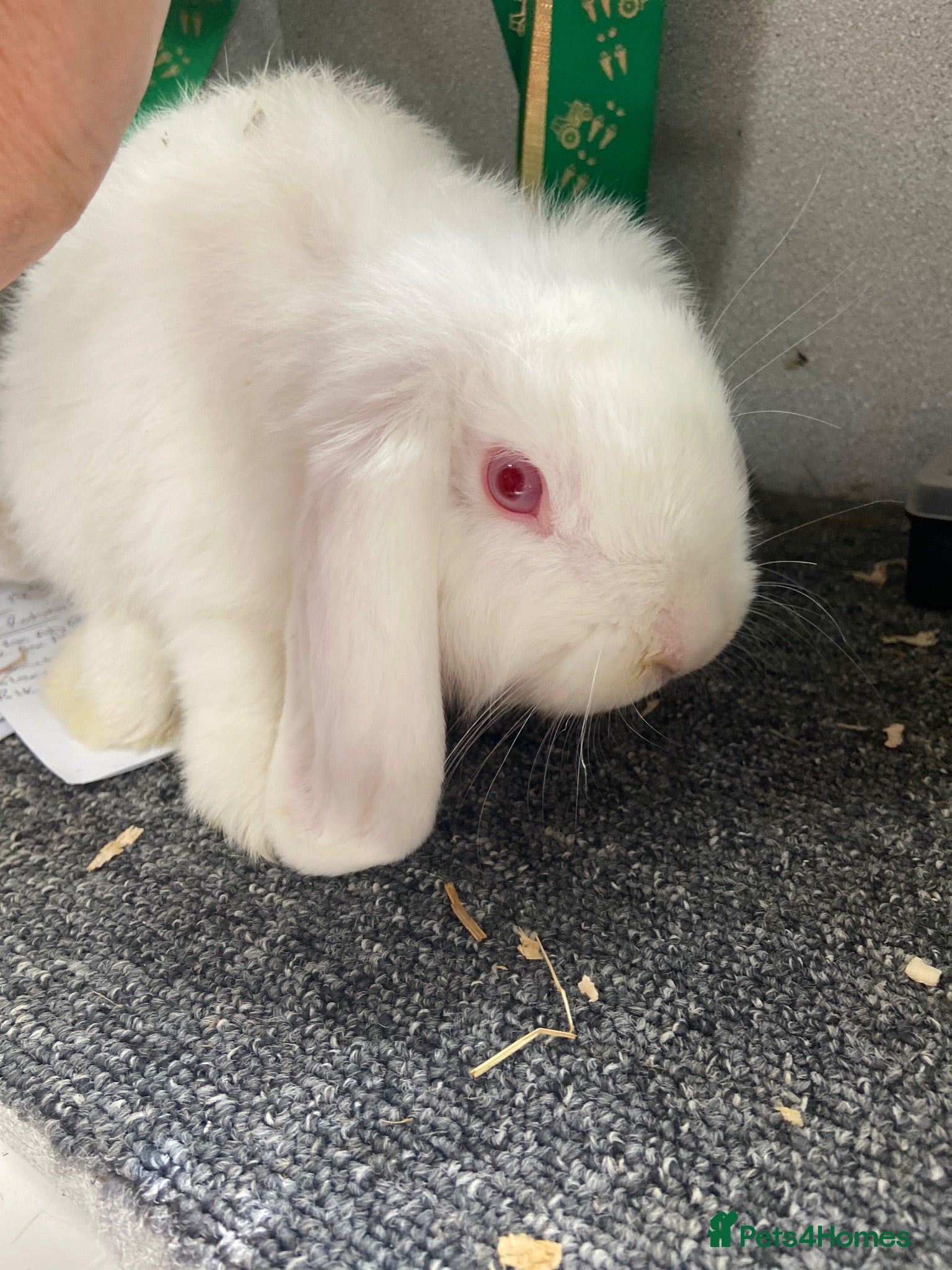 Dwarf Lop rabbits Red eyed white dwarf lop does  - Advert 13