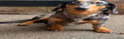 Miniature Dachshund dogs for sale: Miniature Dapple Dachshund  in Middlesbrough - Advert 2