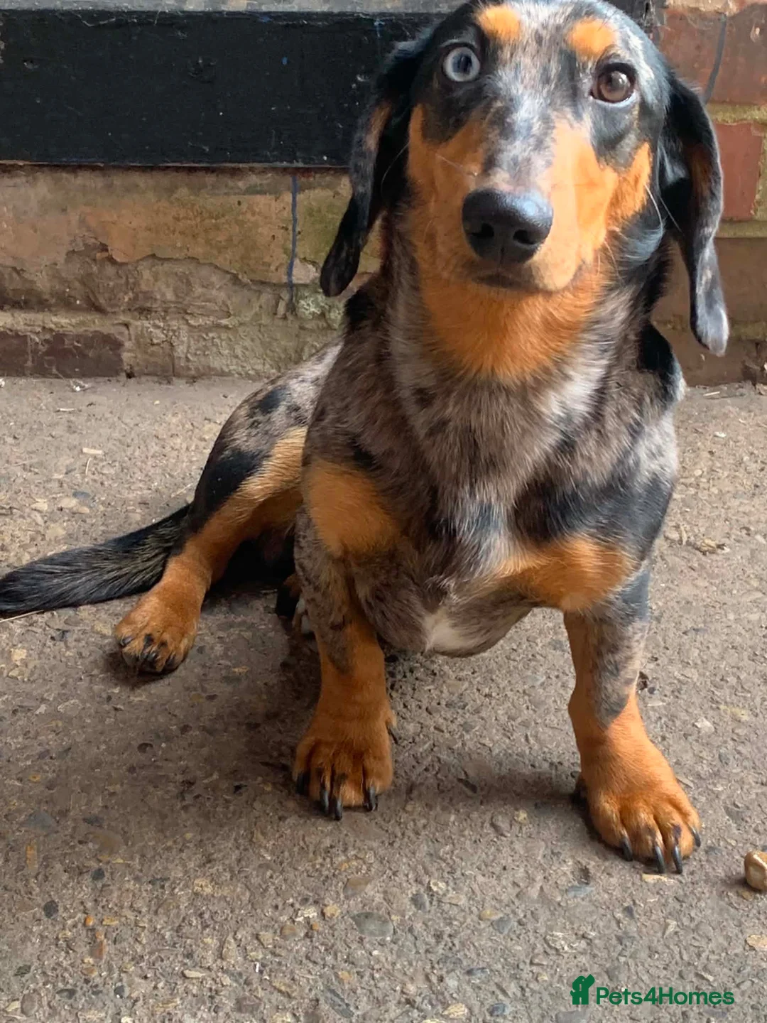 Miniature Dachshund dogs for sale: Miniature Dapple Dachshund  in Middlesbrough - Advert 2