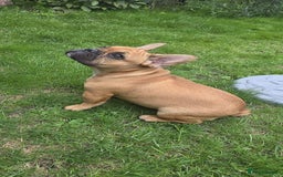 French Bulldog dogs for sale: French bulldog pups ready to leave - Image 24