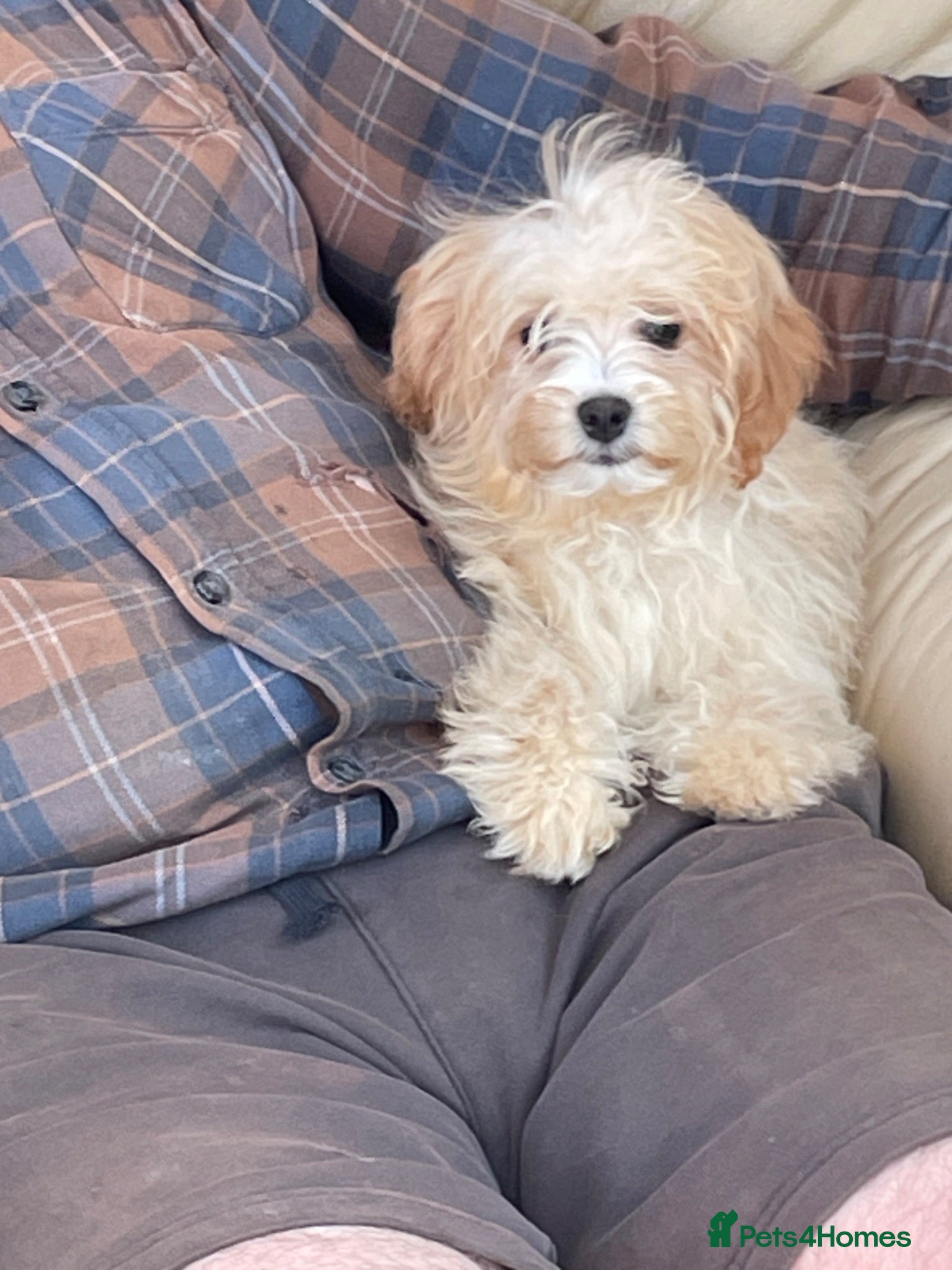Cavapoo dogs Girls and boys available  - Advert 1
