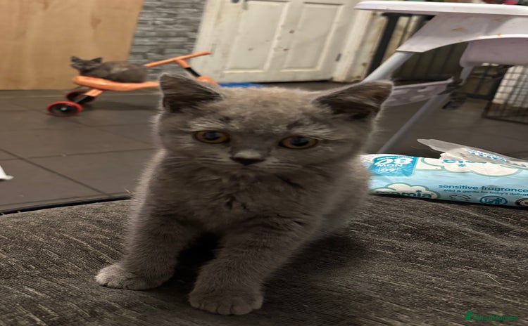 British Shorthair cats - Advert 6