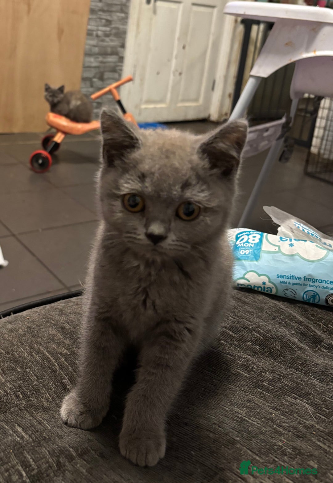 British Shorthair cats for sale: British shorthair kittens  - Image 1