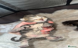 British Shorthair cats for sale: British short hair kittens  - Image 10