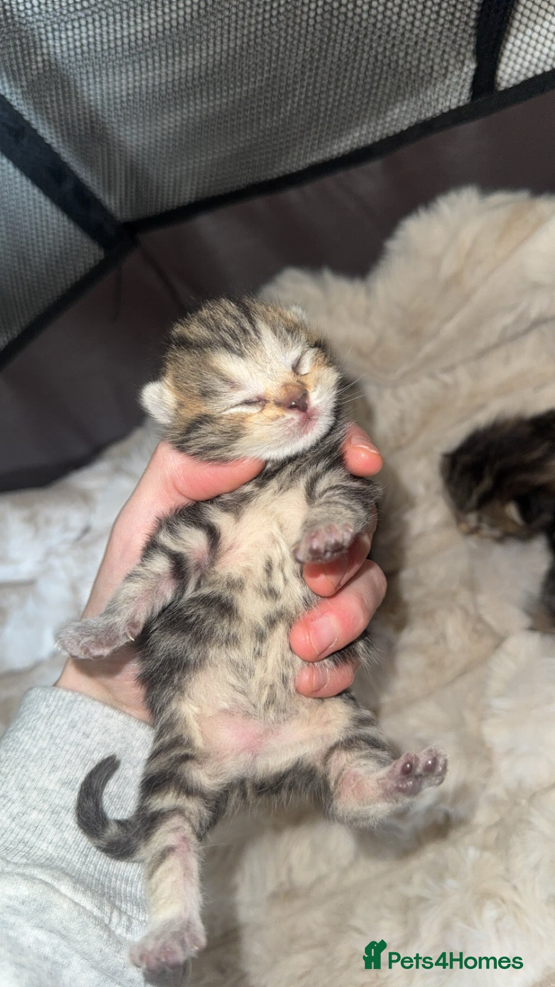 British Shorthair cats for sale: British short hair kittens  - Image 10
