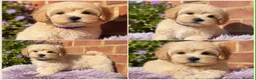 Maltipoo dogs for sale: ⭐Tiny Maltipoo Puppies |Maltese x Asian Toy Poodle - Advert 4