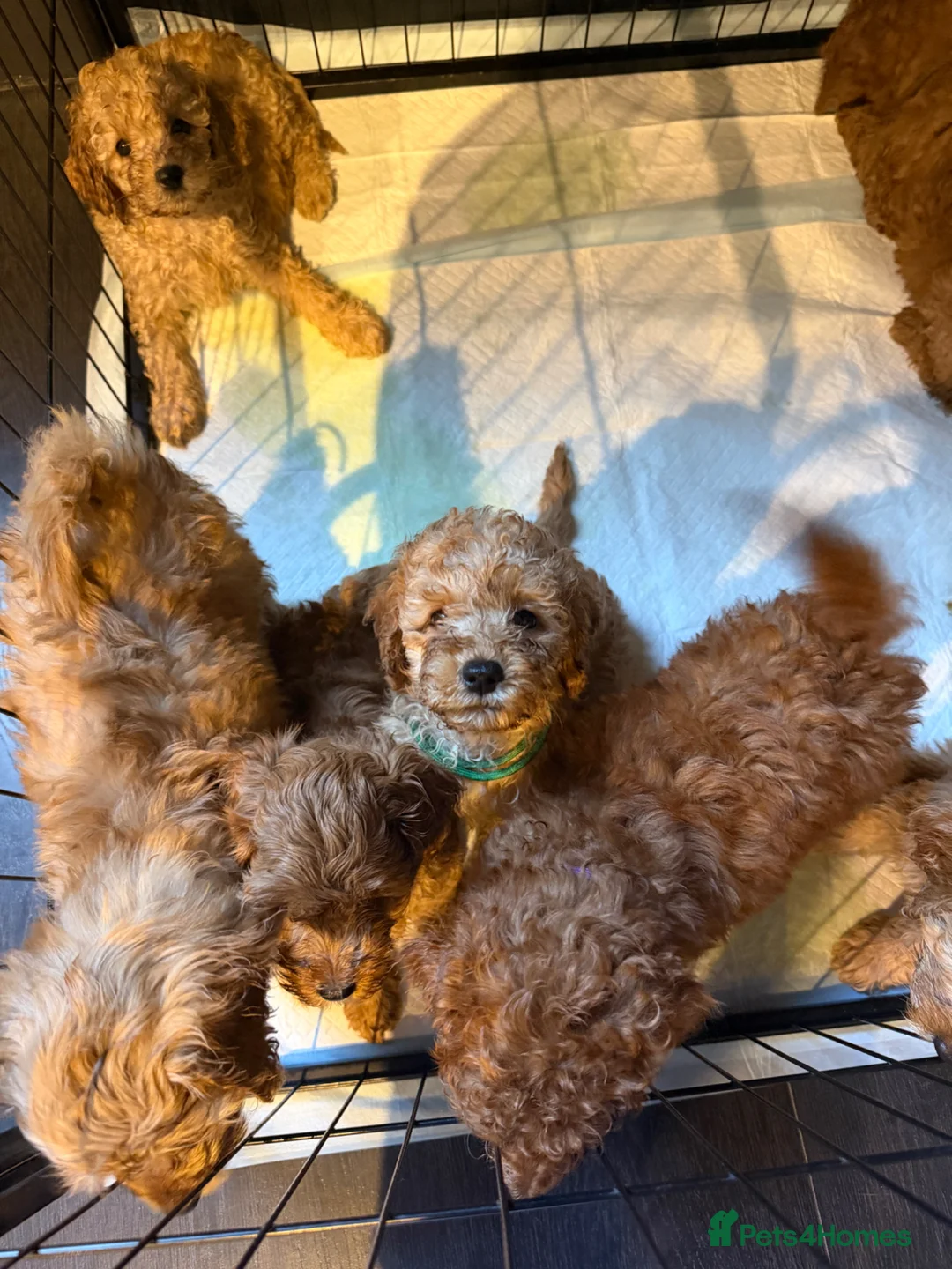 Cavapoo dogs for sale: Health Tested cavapoos- males-DNA tested parents - Advert 1