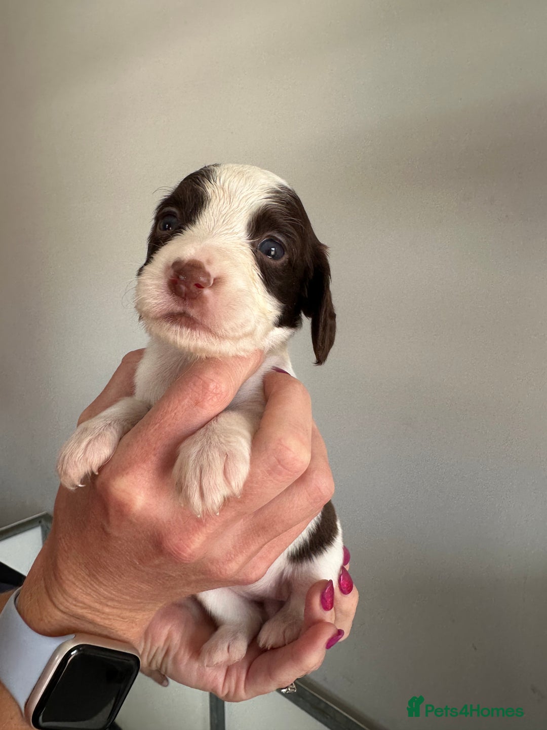 Cocker Spaniel dogs for sale: Working Cocker spaniel puppies  - Image 29