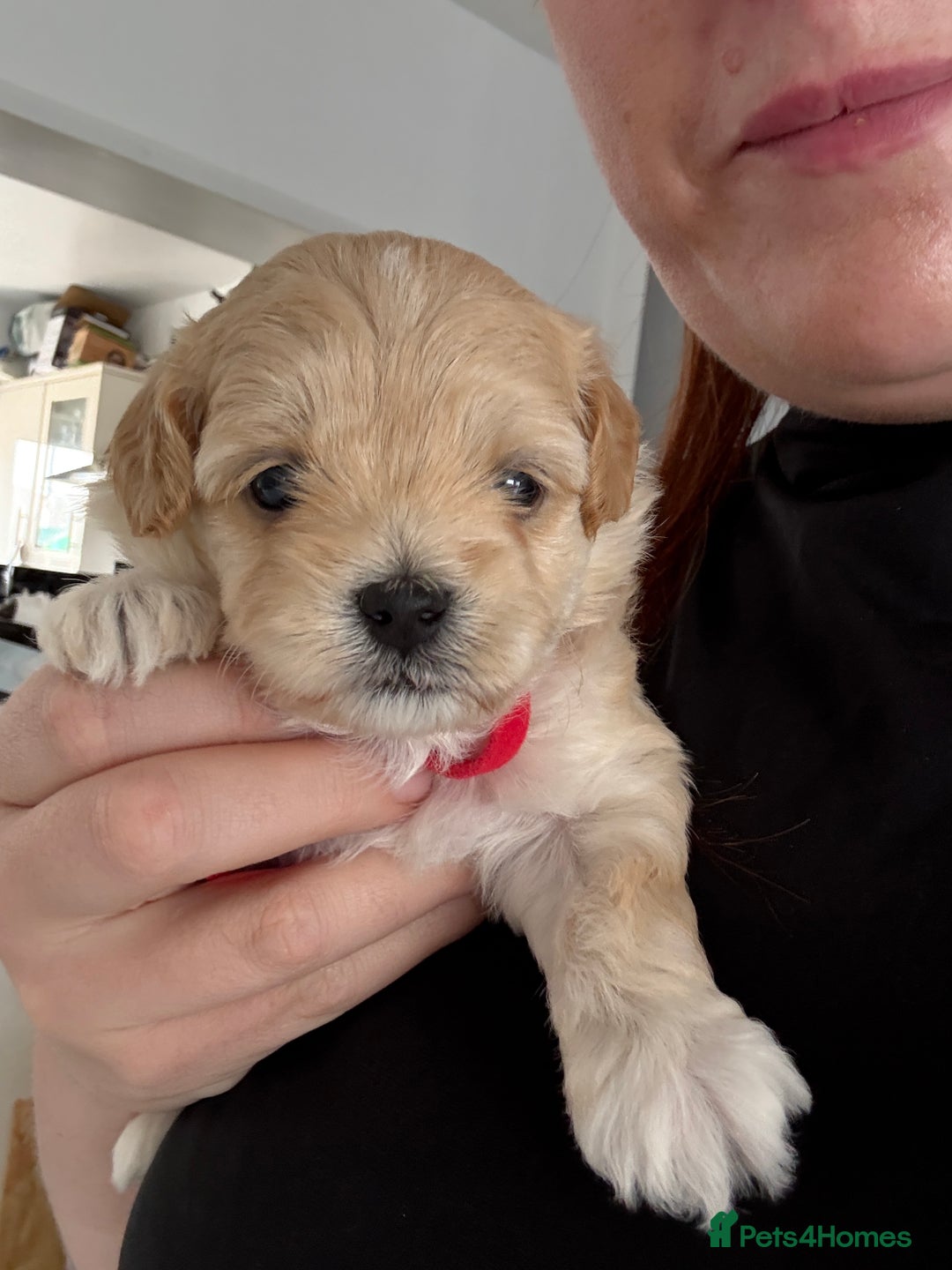 Maltipoo dogs for sale: Beautiful Male Maltipoo F1 Pups - Image 14