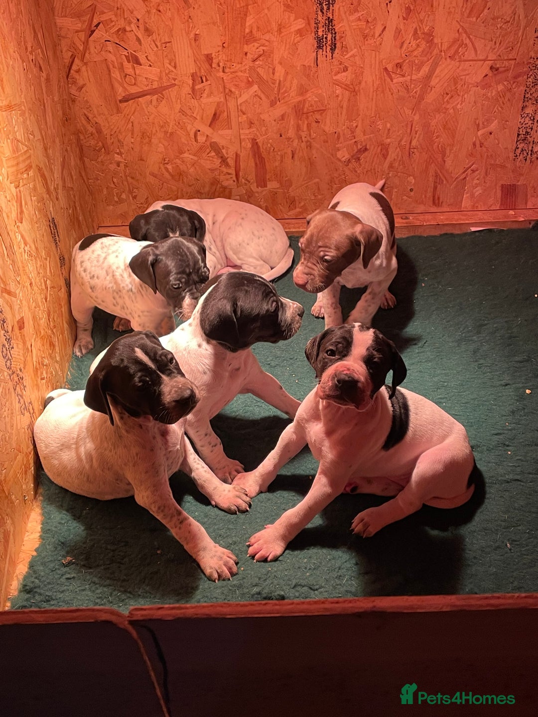 Pointer dogs for sale: Pointer Puppies for sale  - Advert 6