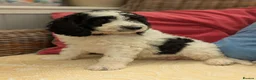 Cockapoo dogs for sale: F1 Standard Cocker Poodle Puppies  - Advert 20