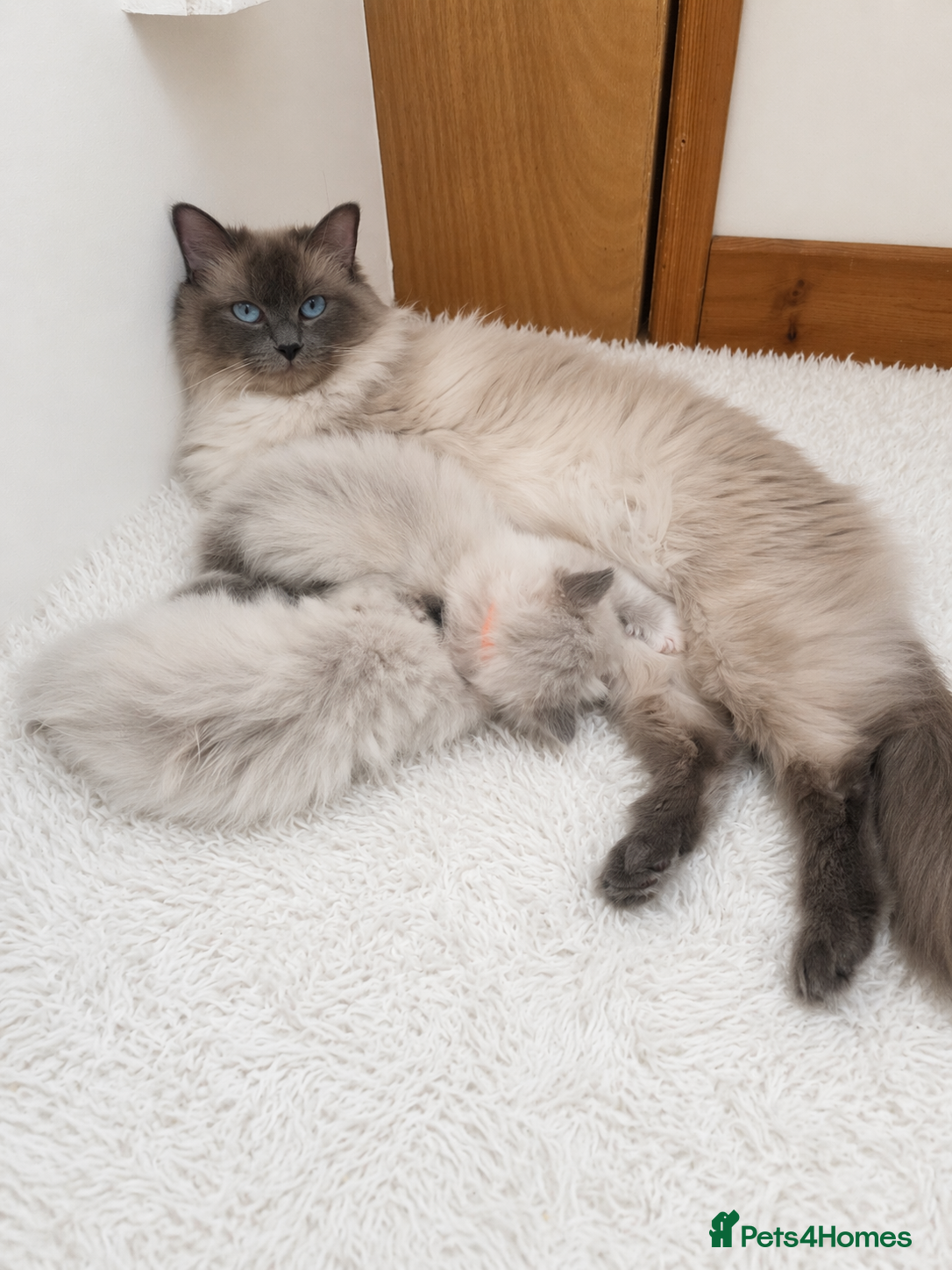 Ragdoll cats 😻Beautiful GCCF Registered Ragdoll Kittens😻 - Advert 2