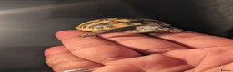 Tortoise reptiles for sale: Spur Thigh and Herman Tortoise  - Advert 6