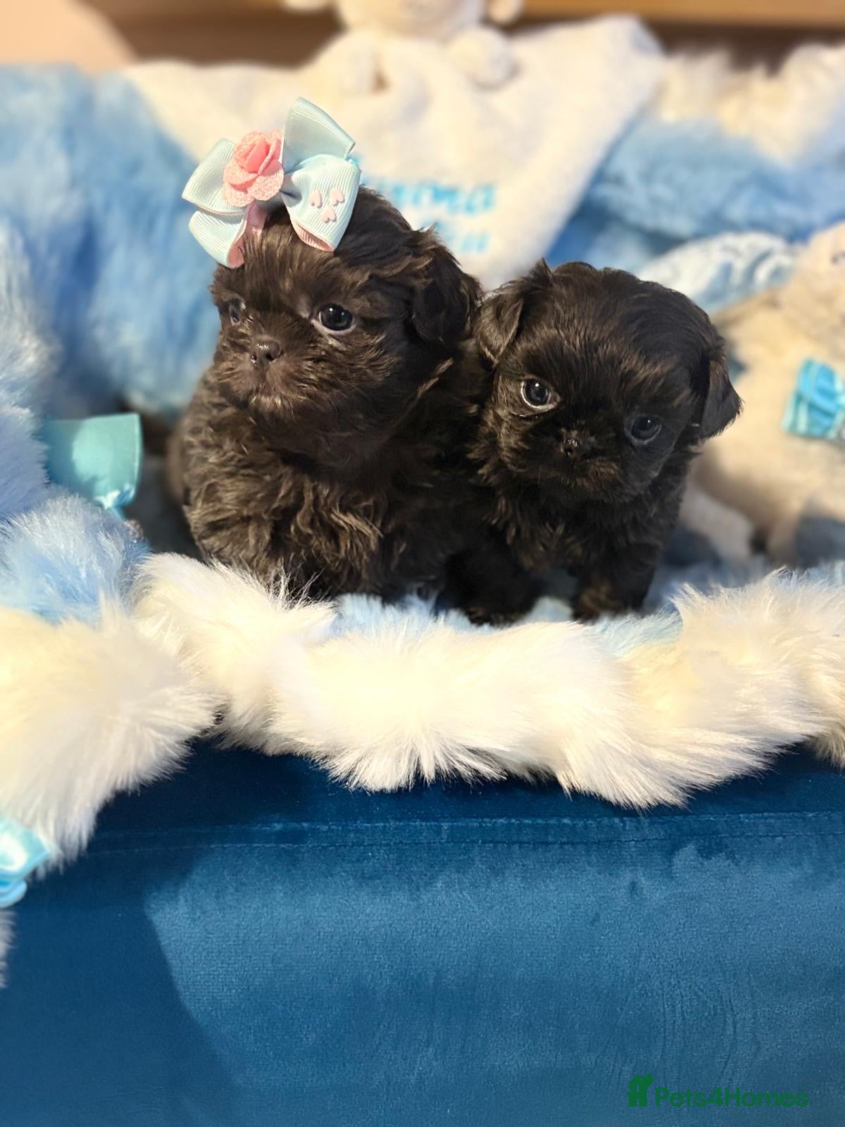 Shih Tzu dogs KC Reg Health Tested Male & Female - Advert 12