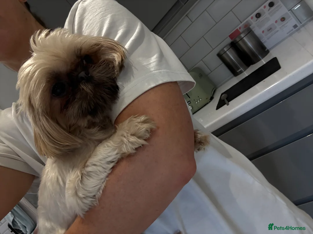 Shih Tzu dogs for sale: Imperial shihtzu  - Advert 3