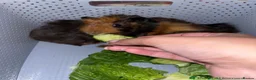 Guinea Pig rodents for sale: Beautiful baby brother guinea pigs  in Dartford - Advert 5