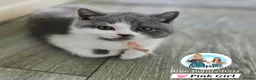 British Shorthair cats for sale: Only 2 girls left-large kitten pack-sweet girls - Advert 4