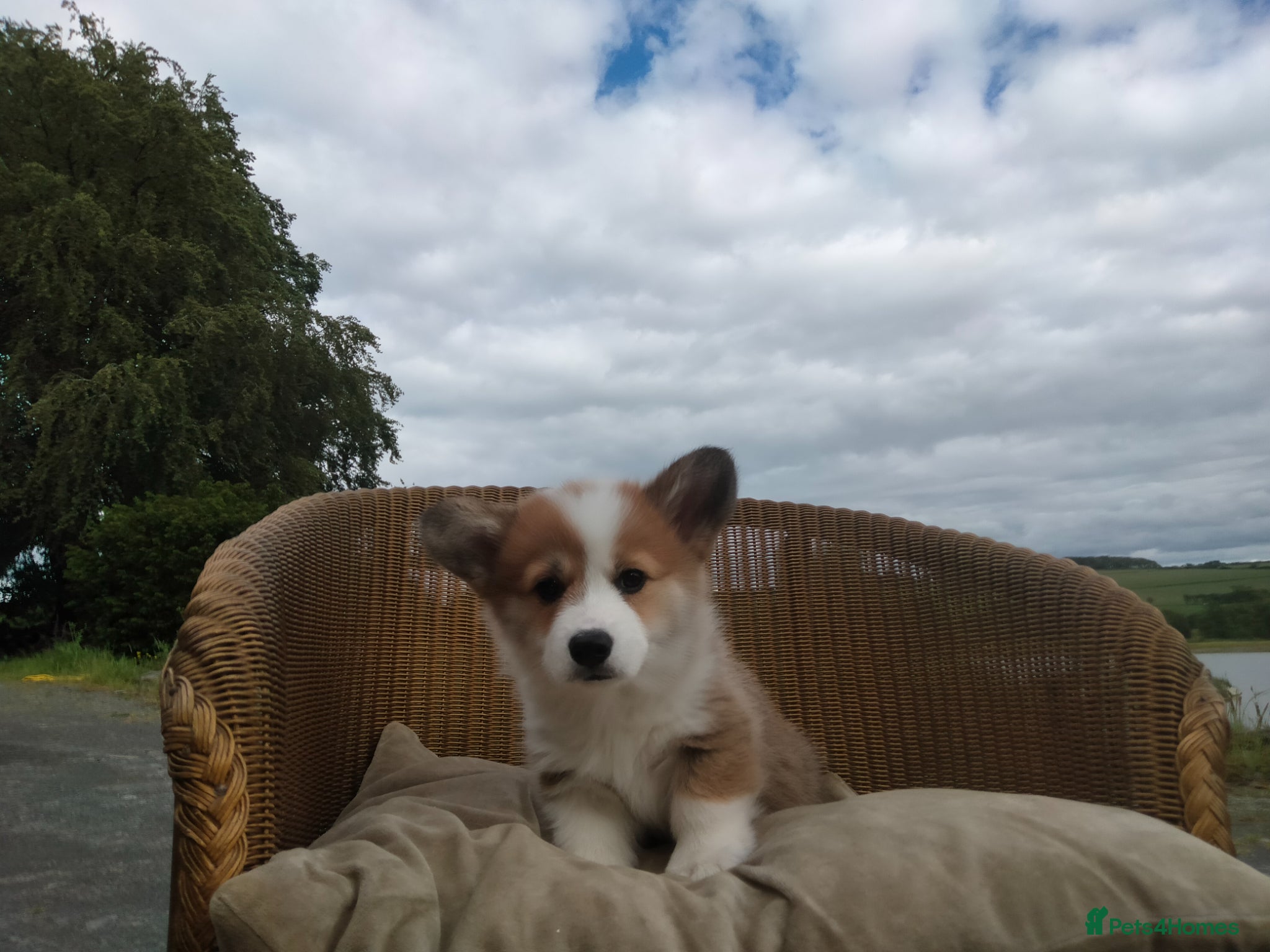 Welsh Corgi Pembroke dogs for sale: Beautiful Pedigree Red & White corgi pups  - Advert 4