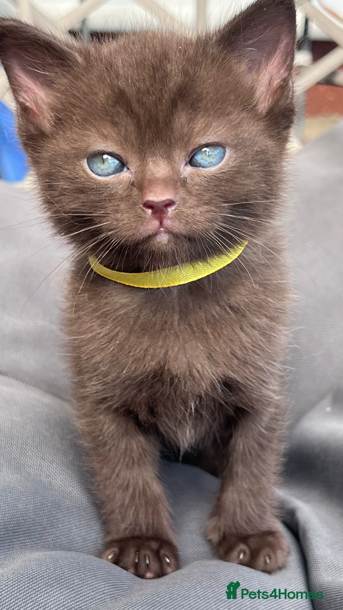 British Shorthair cats British short hair mixed bread with ragdoll - Advert 1