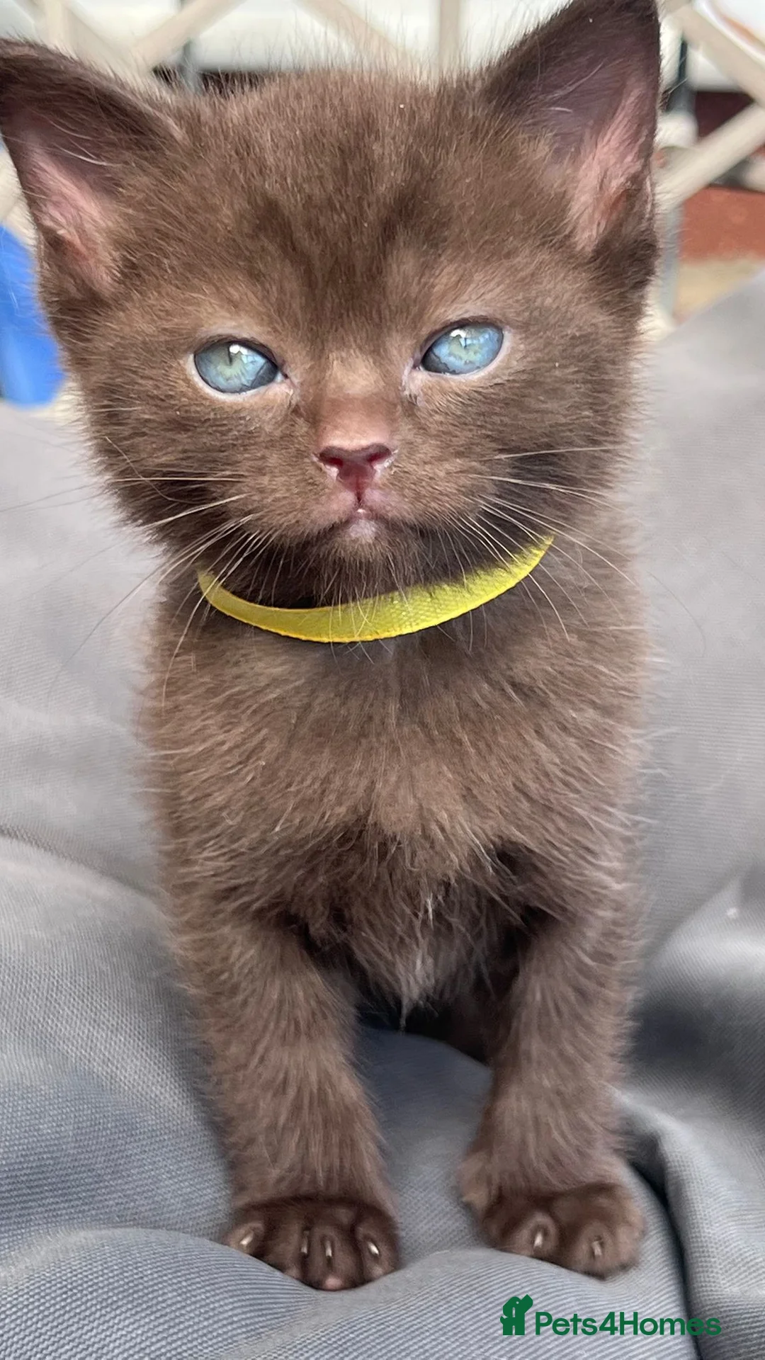 British Shorthair cats for sale: British short hair mixed bread with ragdoll in Bradford - Advert 1