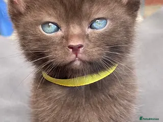 British Shorthair cats British short hair mixed bread with ragdoll - Advert 5