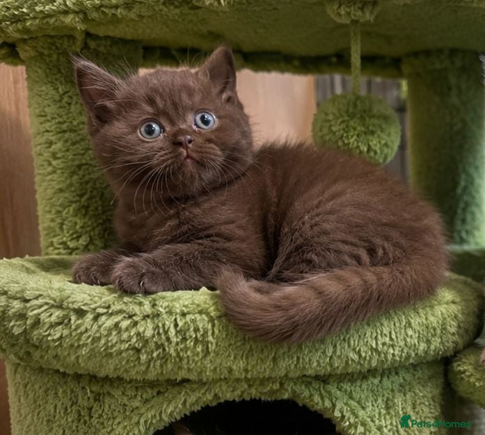 British Shorthair cats Chocolate and lilac BSH and longhaired kittens - Advert 2