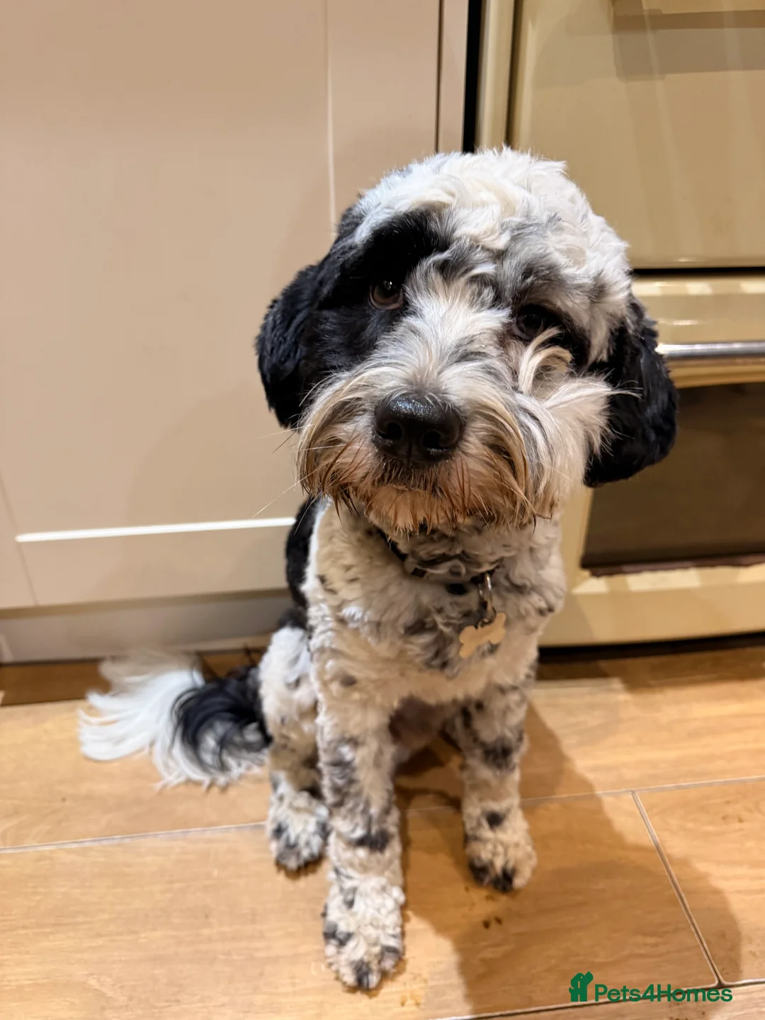 Tibetan Terrier dogs for sale: 1 year old Tibetan Terrier Boy - Advert 2