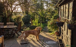 Golden Retriever dogs for stud: Stunning Health-Tested KC Golden Retriever Stud - Image 7