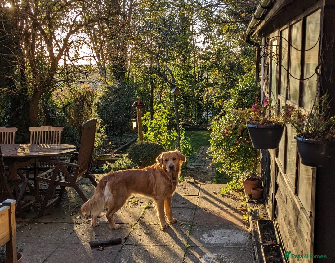 Golden Retriever dogs for stud: Stunning Health-Tested KC Golden Retriever Stud - Image 7