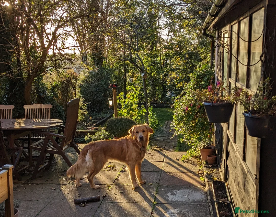 Golden Retriever dogs for stud: Stunning Health-Tested KC Golden Retriever Stud - Advert 7